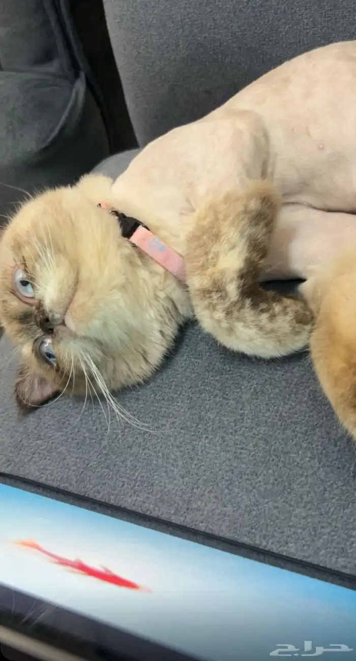 قطه انثى للتبني مع اغراضها السبب ماتبي الذكر الي عندي سليمه 0