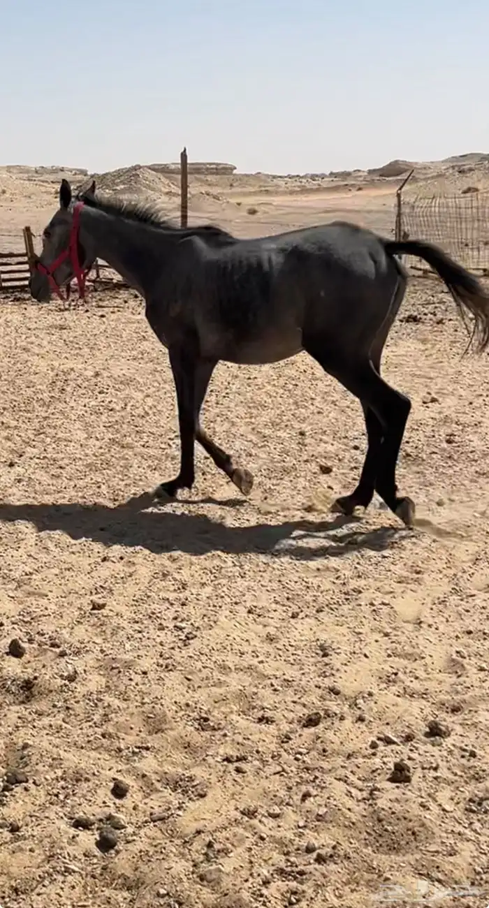 خيول للبيع شعبيات عربيات 0