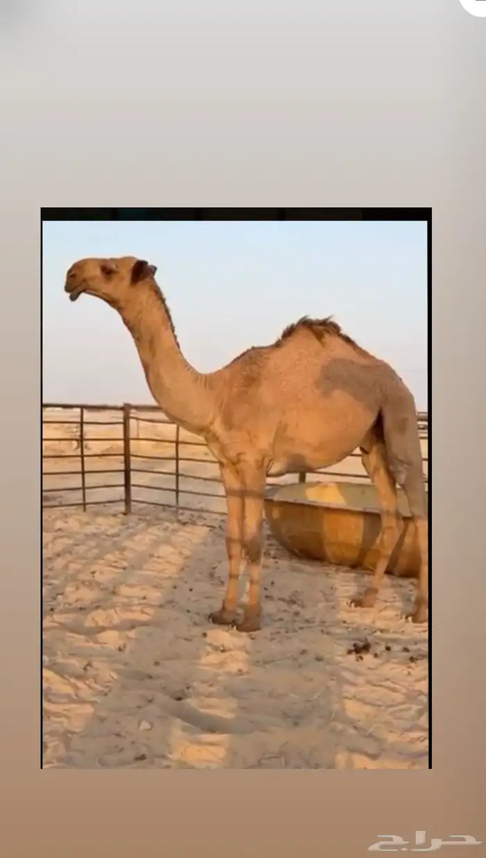 مفرود ساسه على عرنون وامه من خيار البل 0