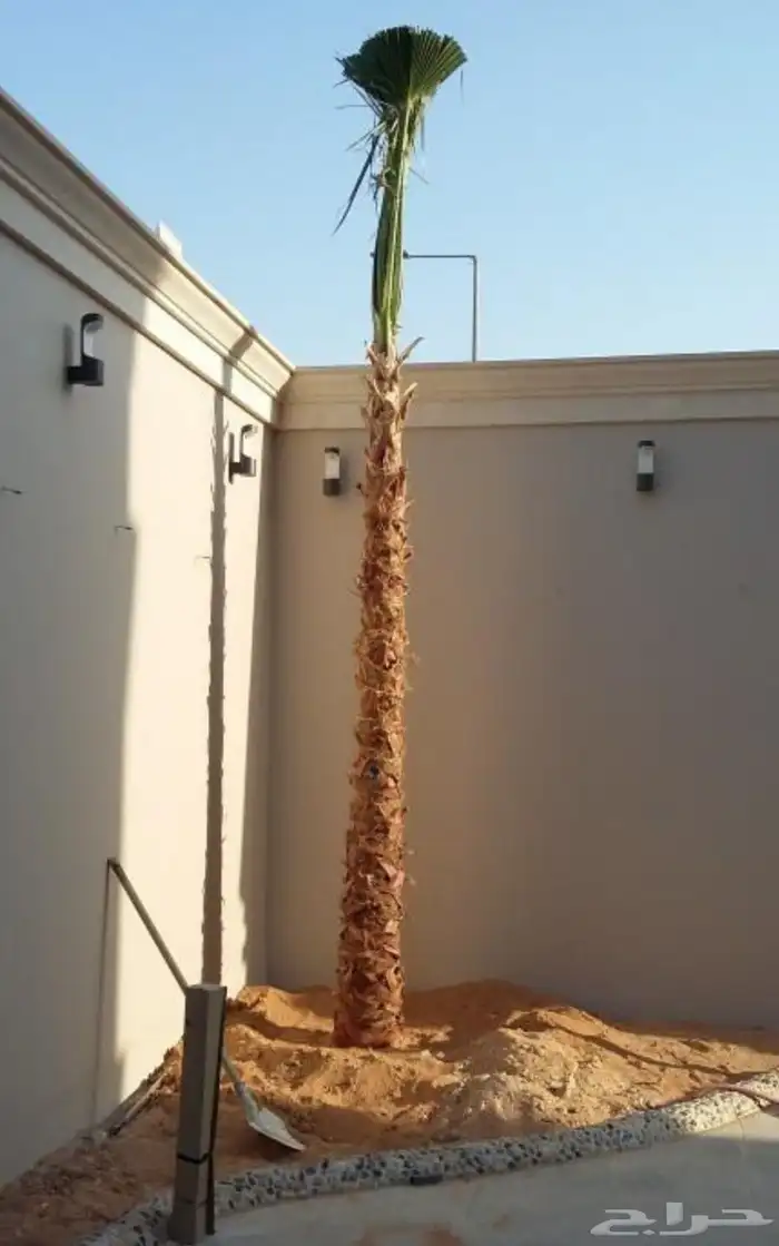 نخل واشنطني نخل ملوكي ثيل طبيعي للبيع 11