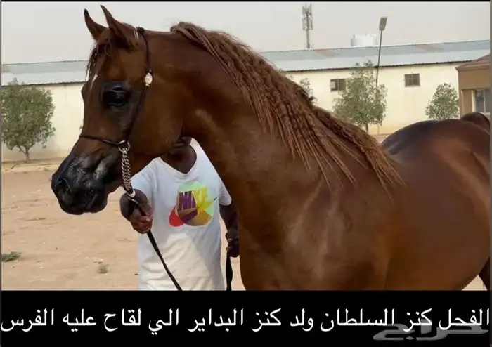 فرس بطلة بنت ابطال 7