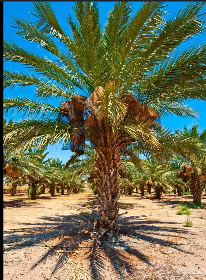 توريد وتركيب الشبوك وتوريدالنخيل التواصل 0