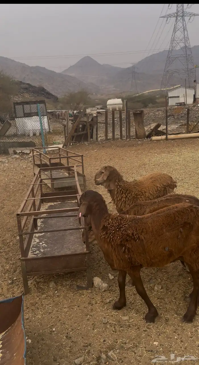 طليان سواكن مقفله شحم اللبيع جمله وتفريد 0