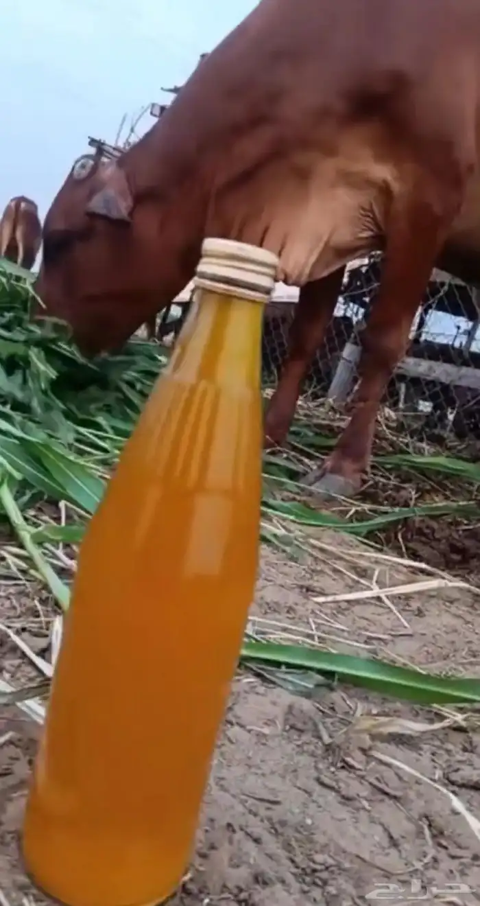 سمن بلدي اصلي وعلا اشرط 0