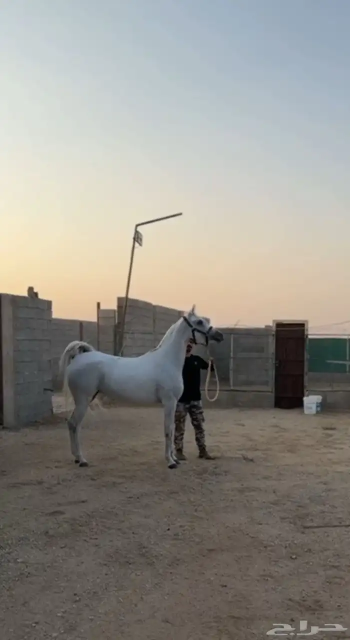 فرس مكس فاخره حفيدة مروان الشقب لقاح خمس اشهر 1