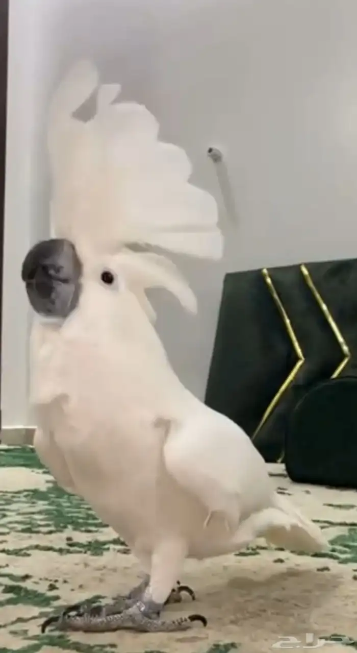كوكاتو امبريلا مميز 0