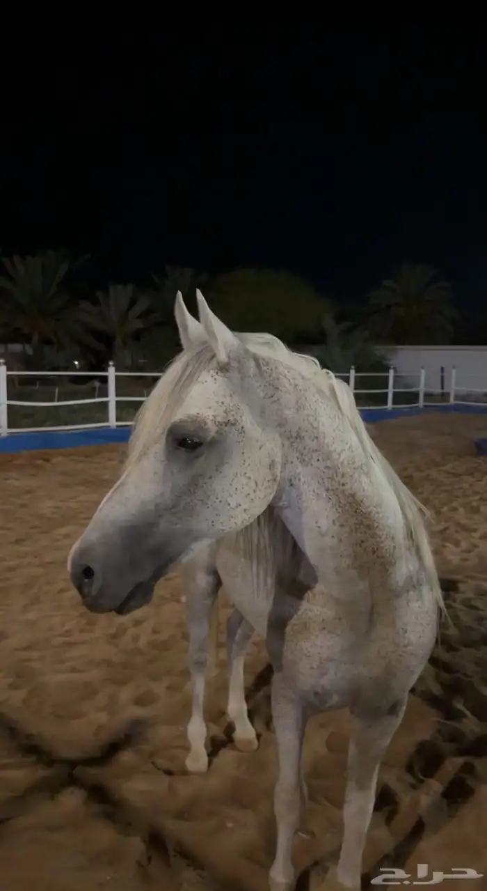 حصان واهو جزيري 1