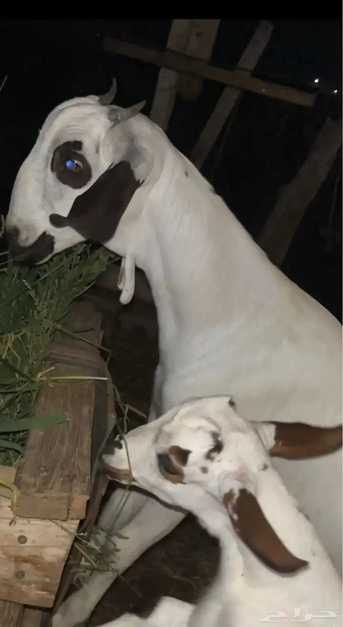 جفره كحلا صنف 0