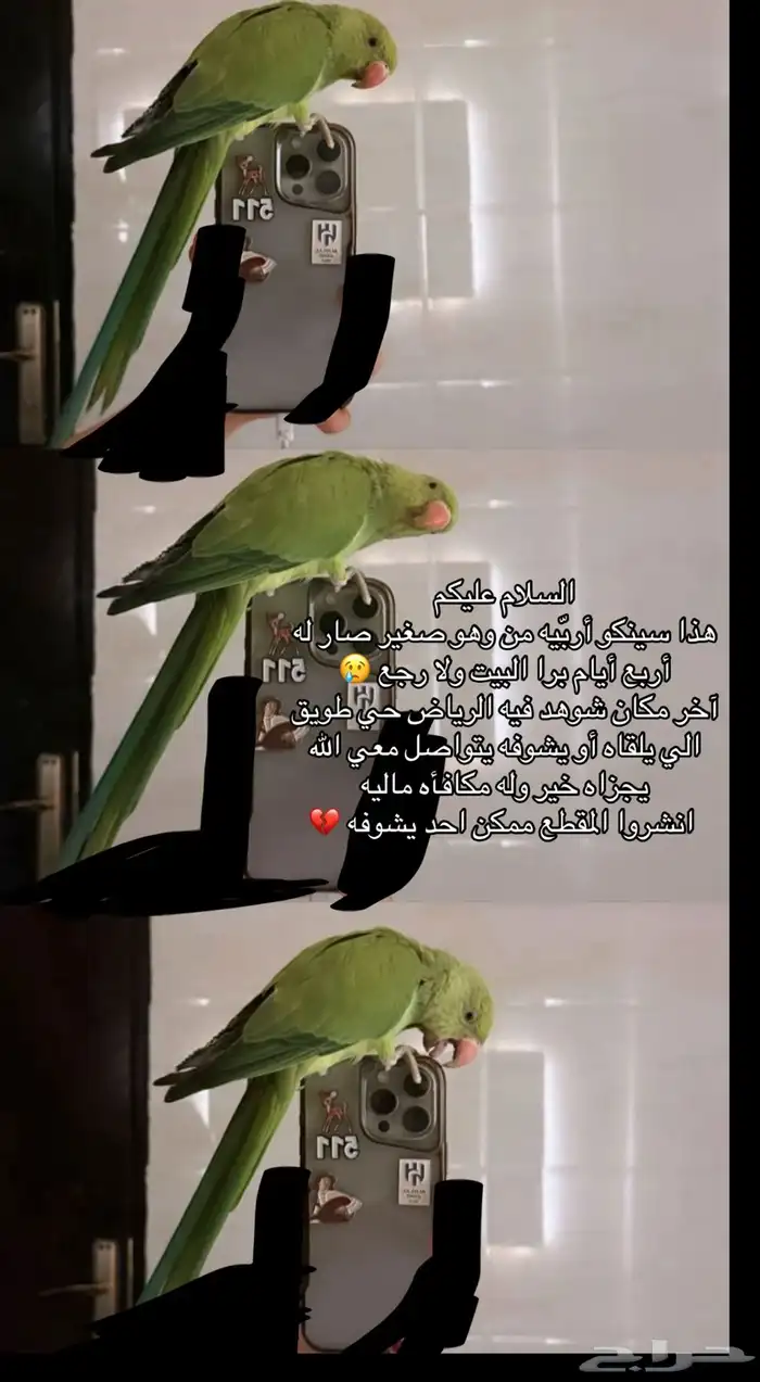 ببغاء مفقود في الرياض حي طويق شارع خديجه 0