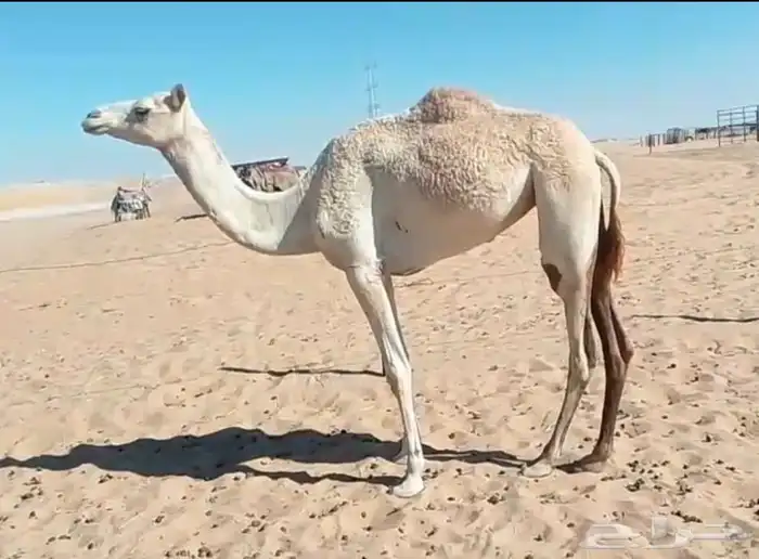 هجن 0