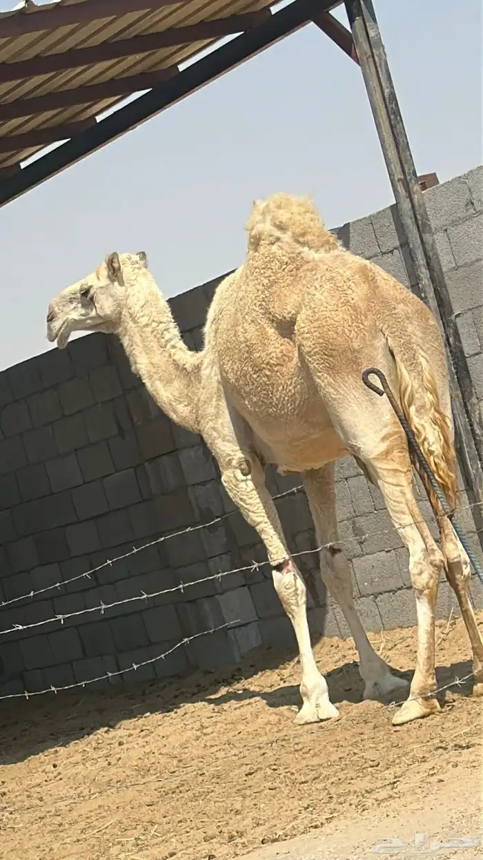 ناقة طروبة للبيع 1