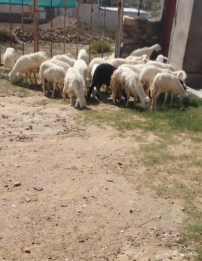ضان للبيع 0
