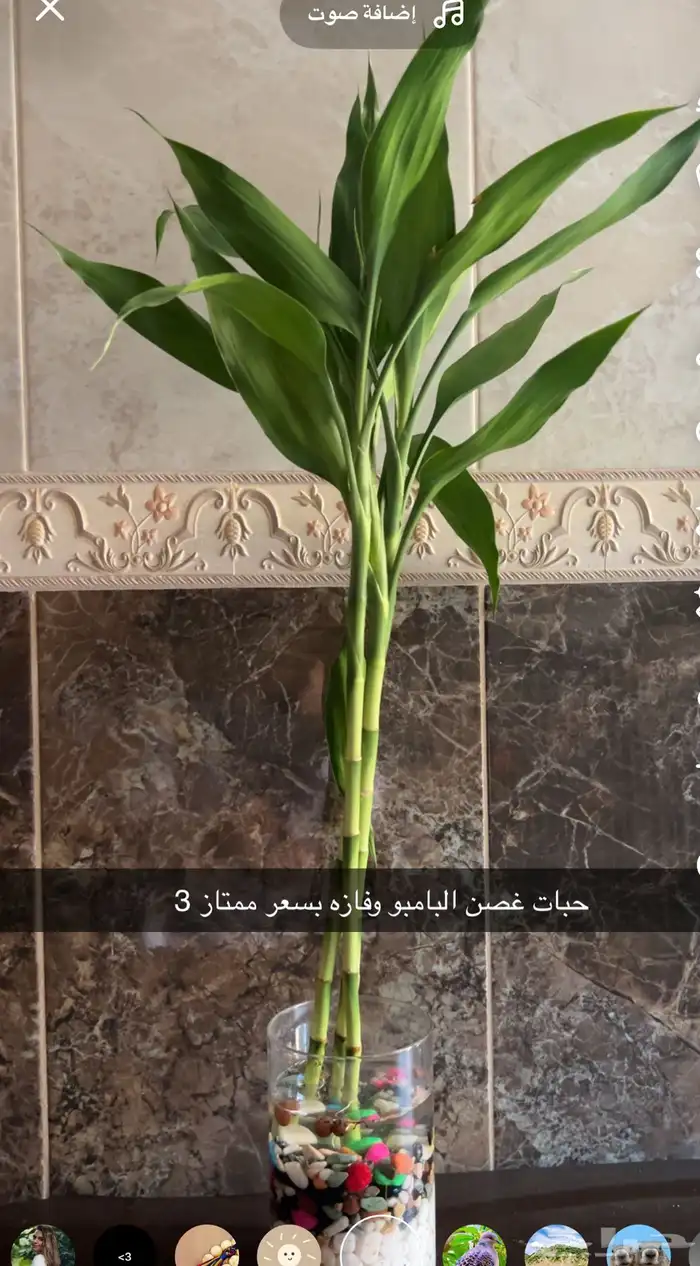 عصن البامبو 0