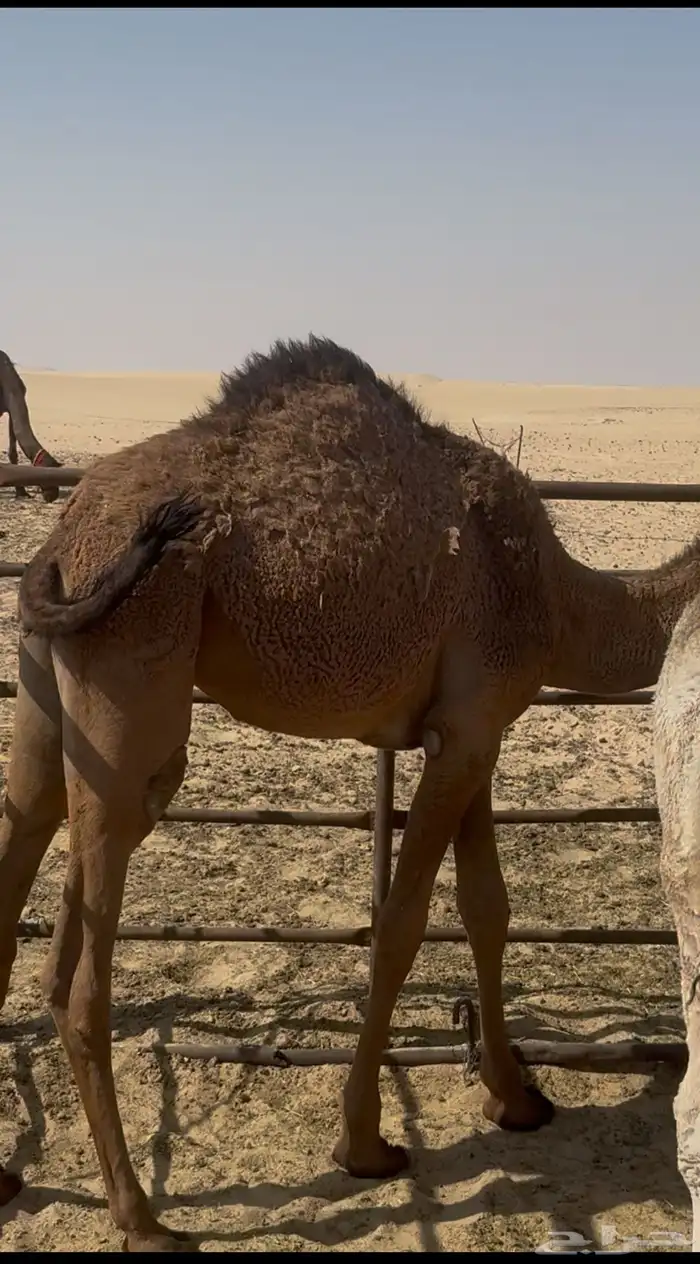 للبيع قعدان قعود قصب بكره 0