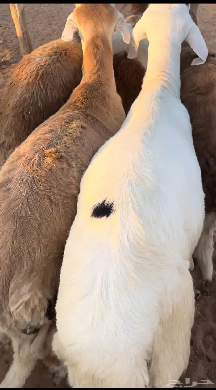 خرفان سواكني 0