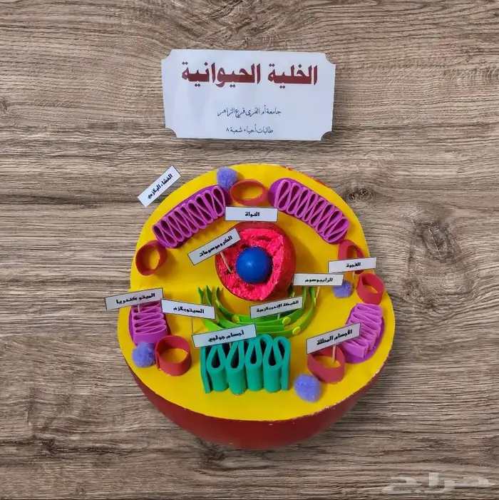 مجسمات مدرسيه .. توزيعات .. .. 21