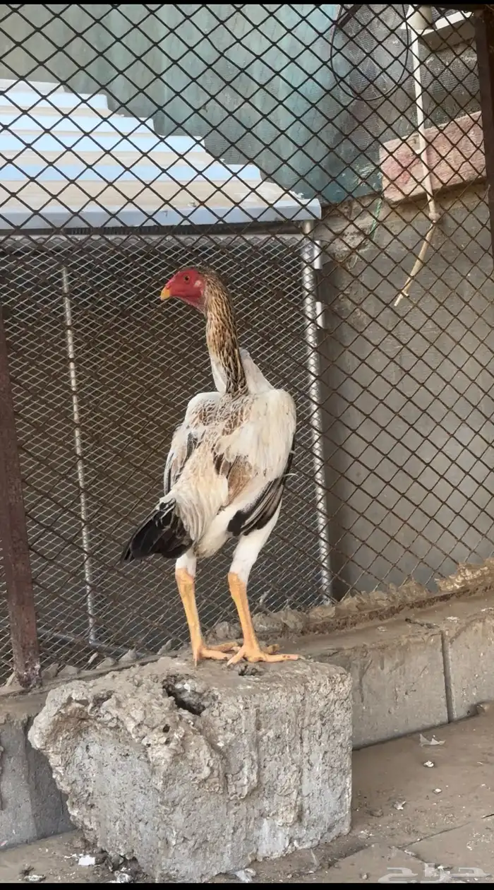 شامو ياباني 0