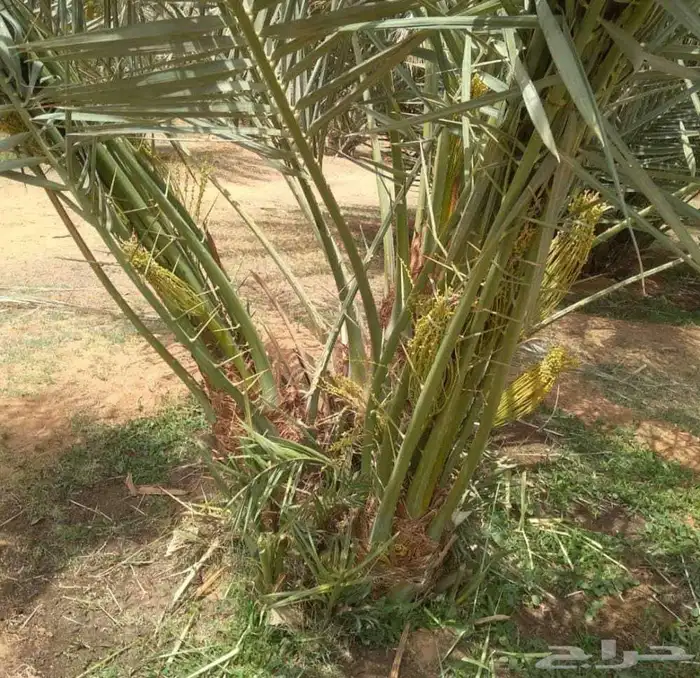 نخيل مثمر للبيع صقعي سكري اخلاص هلالي مجدوله شيشي خضري 7