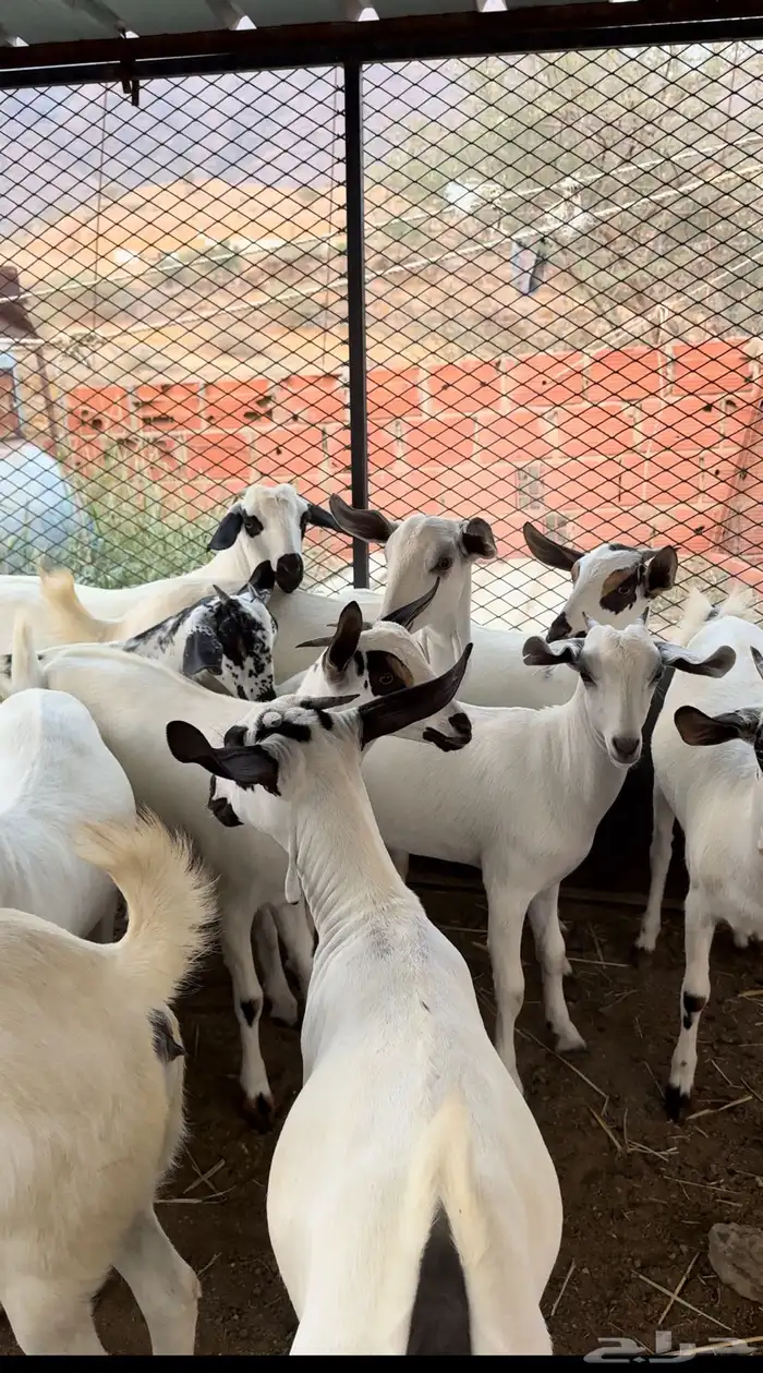 جفار بيشيات تأسيس مراح 0