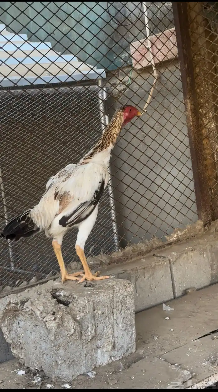 شامو ياباني 1
