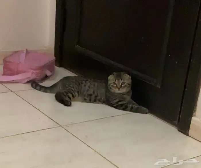 قط فصيله سكوتش فولد 4 شهور مطعم وعنده كرت 0
