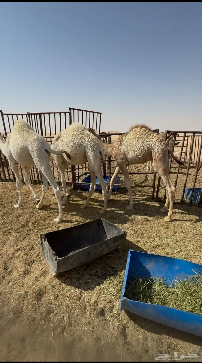 للبيع قعدان قعود قصب 0