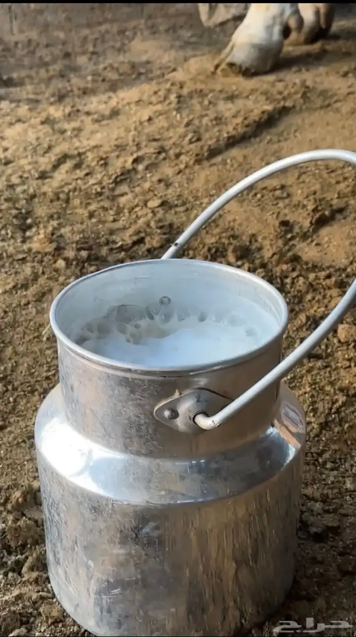 بقره المانيه فاخره 2