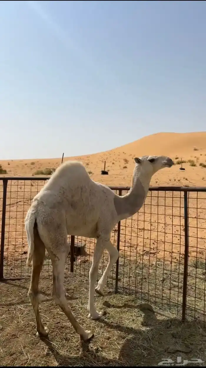 بكره فرديه 3