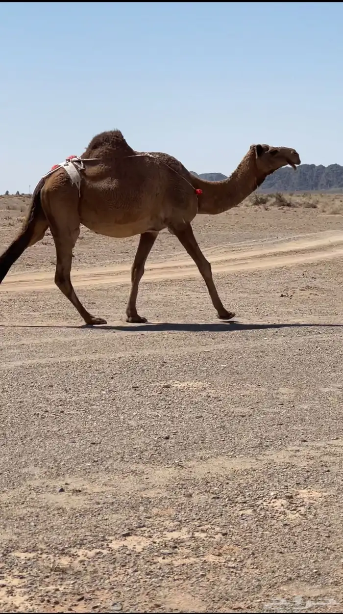 لقحه 0
