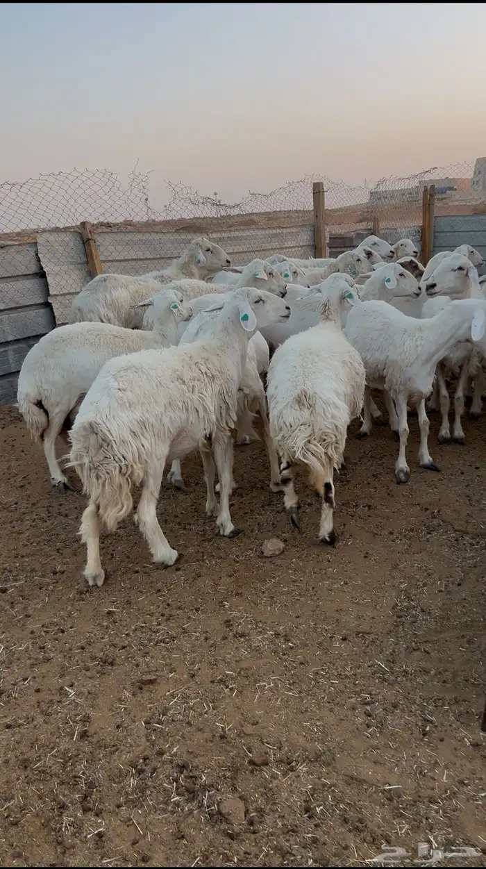 غنم حريات دفيع 1
