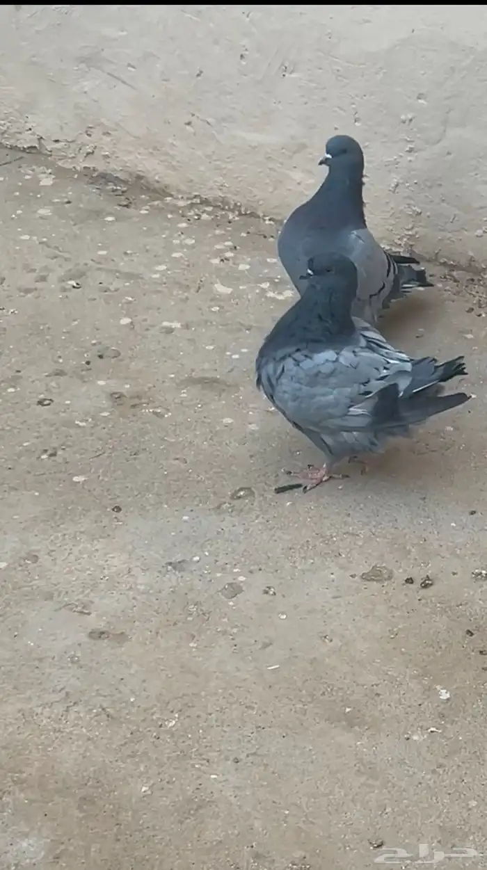 طبه فرش بلوبار 1
