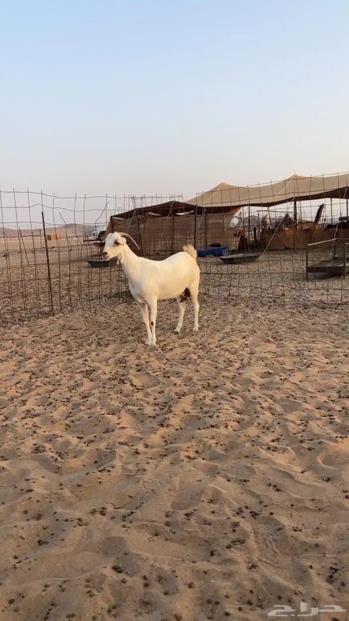 عنز حايل فل شحم 2