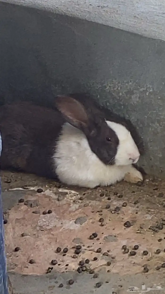 ارانب للبيع 2