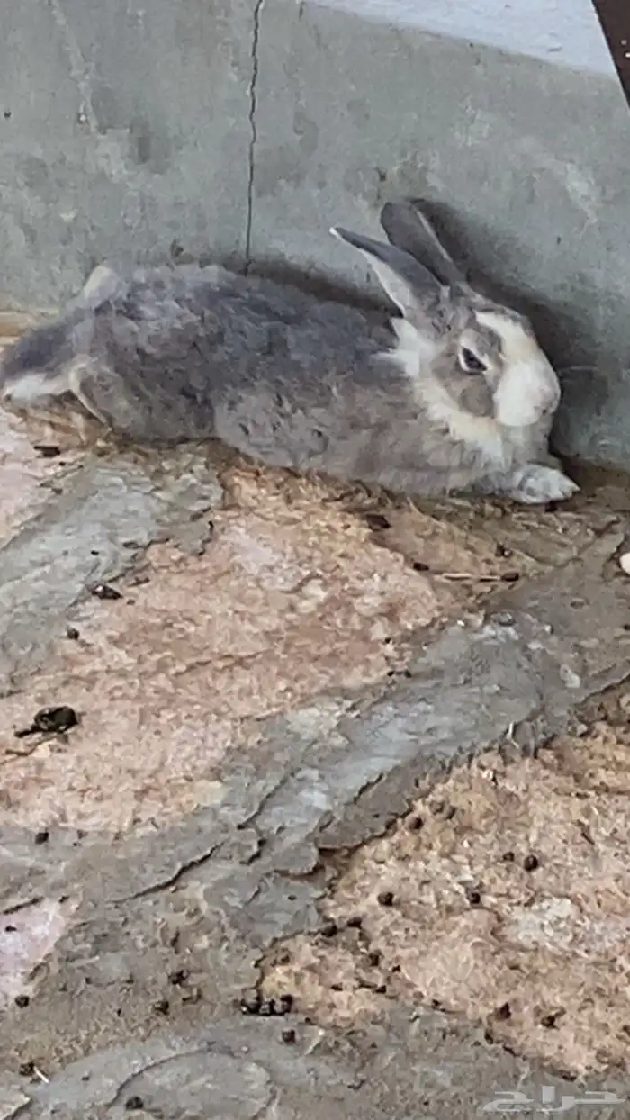 ارانب للبيع 5