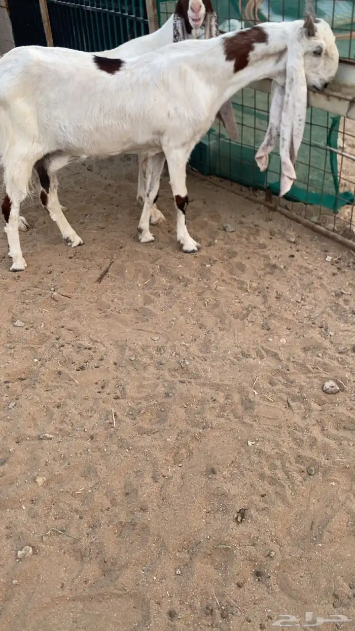 عنز مطوره دافع جرم فحل 0