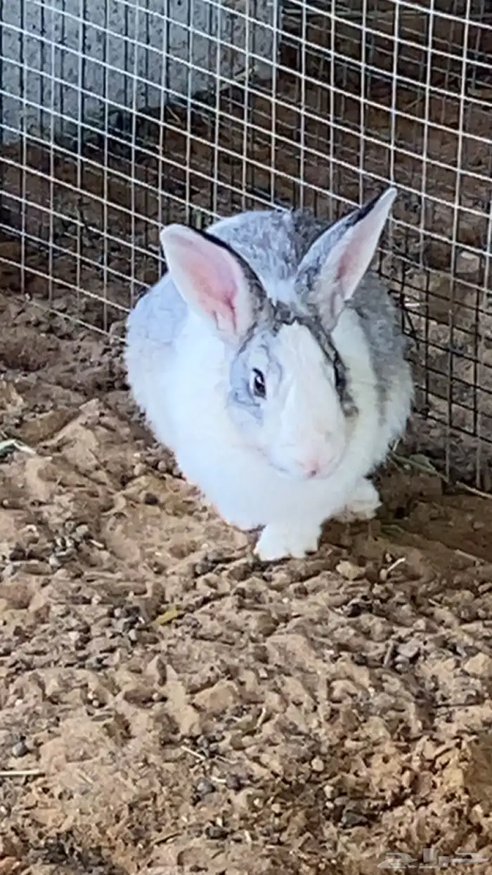 ارانب للبيع 1