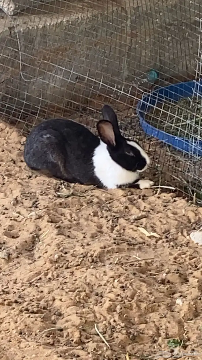 ارانب للبيع 3