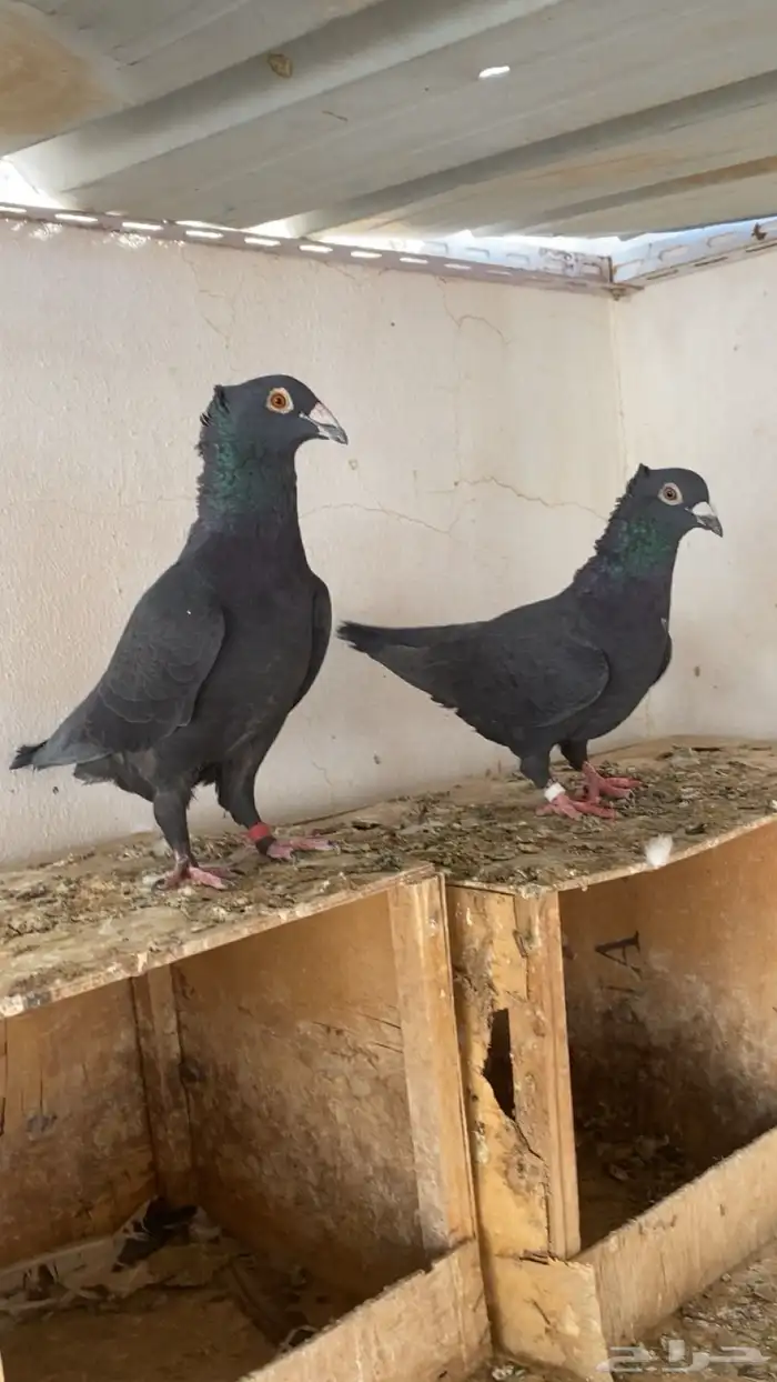 جوز زاجل بلاك مقنبر 1