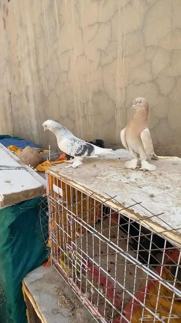 حمام تركي 0