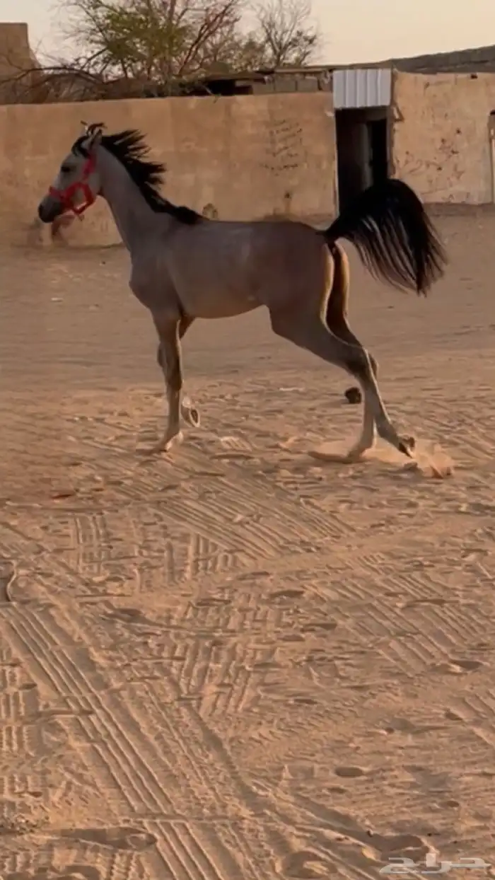 مهر شعبي كفو 5