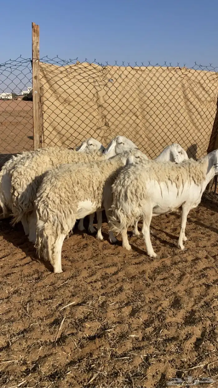 6 شياه حيل كفو 4
