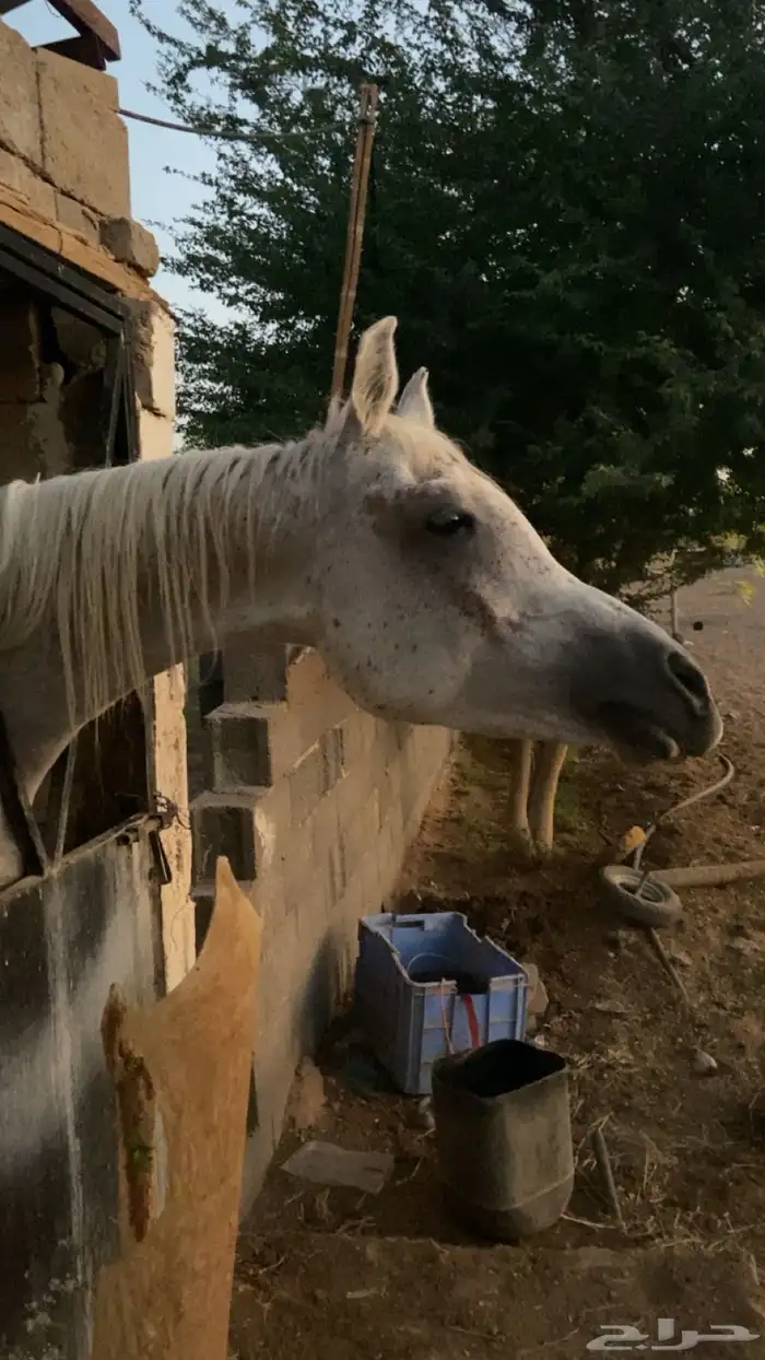 حصان شعبي شيخ 1