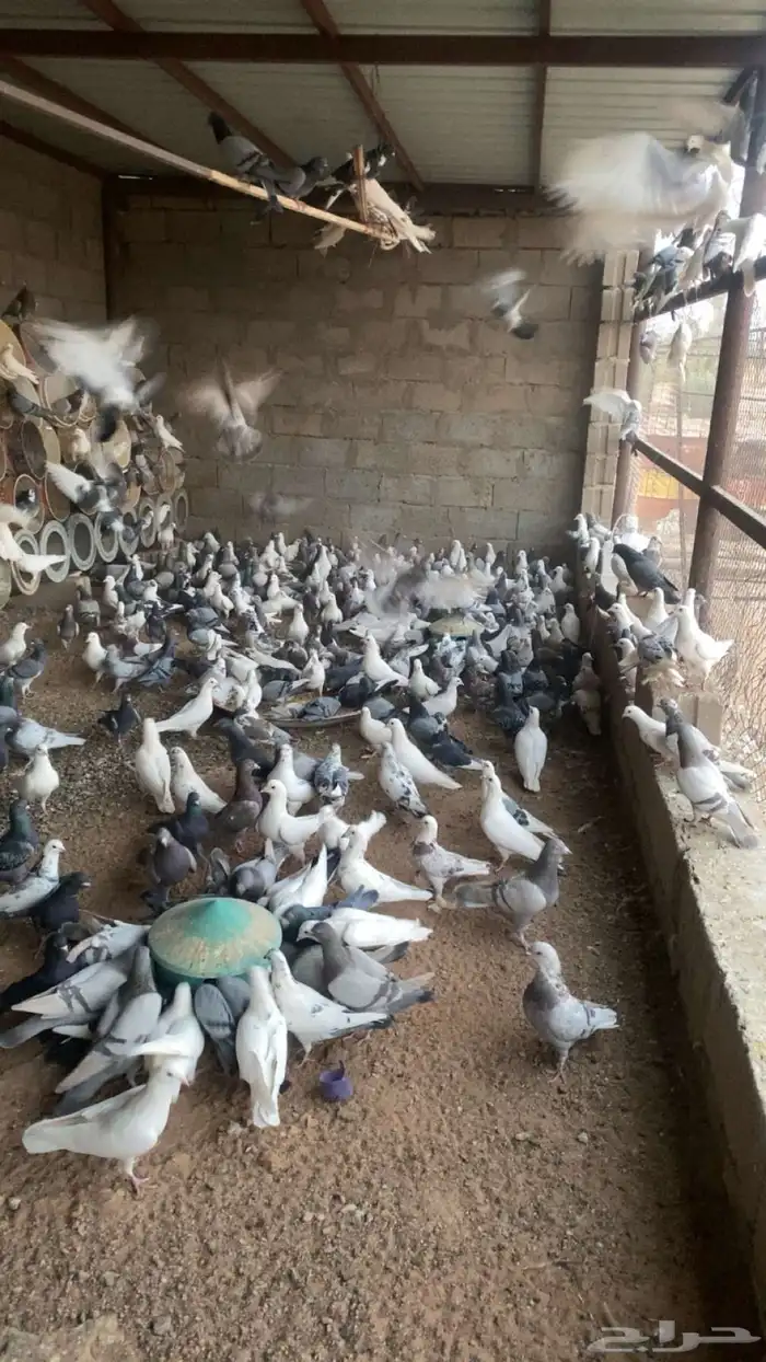 حمام فرنسي 0