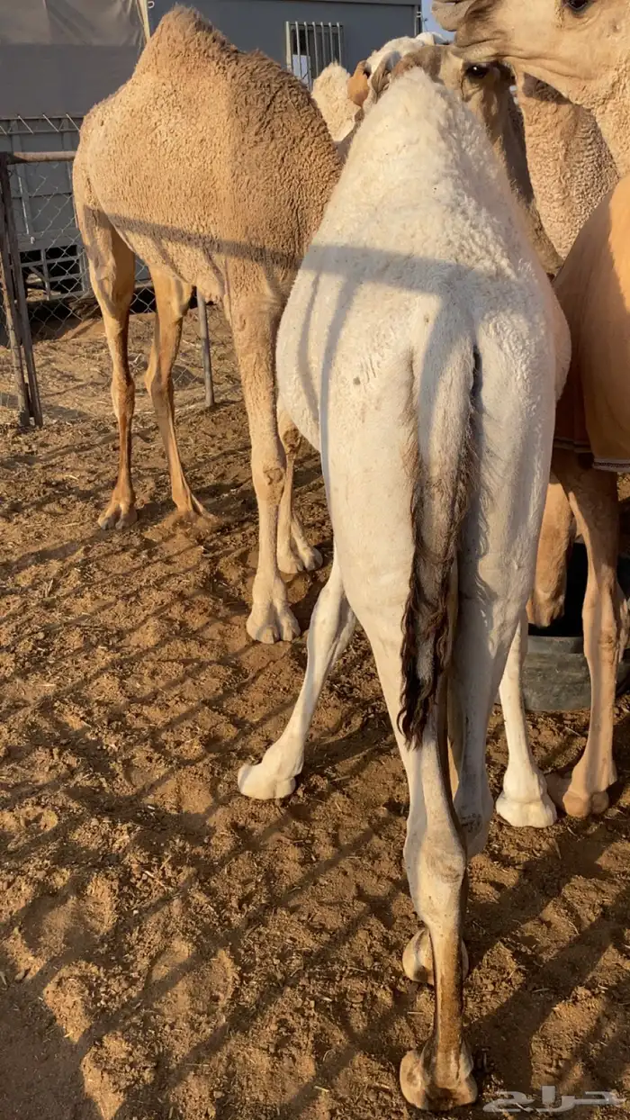 للبيع قعود طيب عمره 6 شهور 1