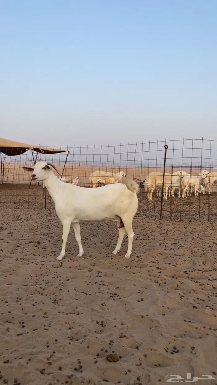 عنز حايل فل شحم 1
