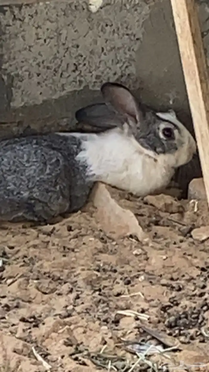 ارانب للبيع 4