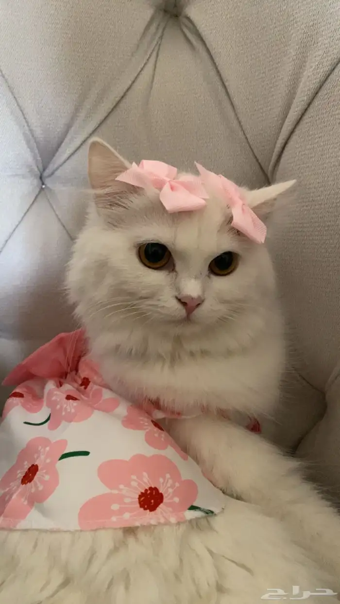 قطه للبيع 0
