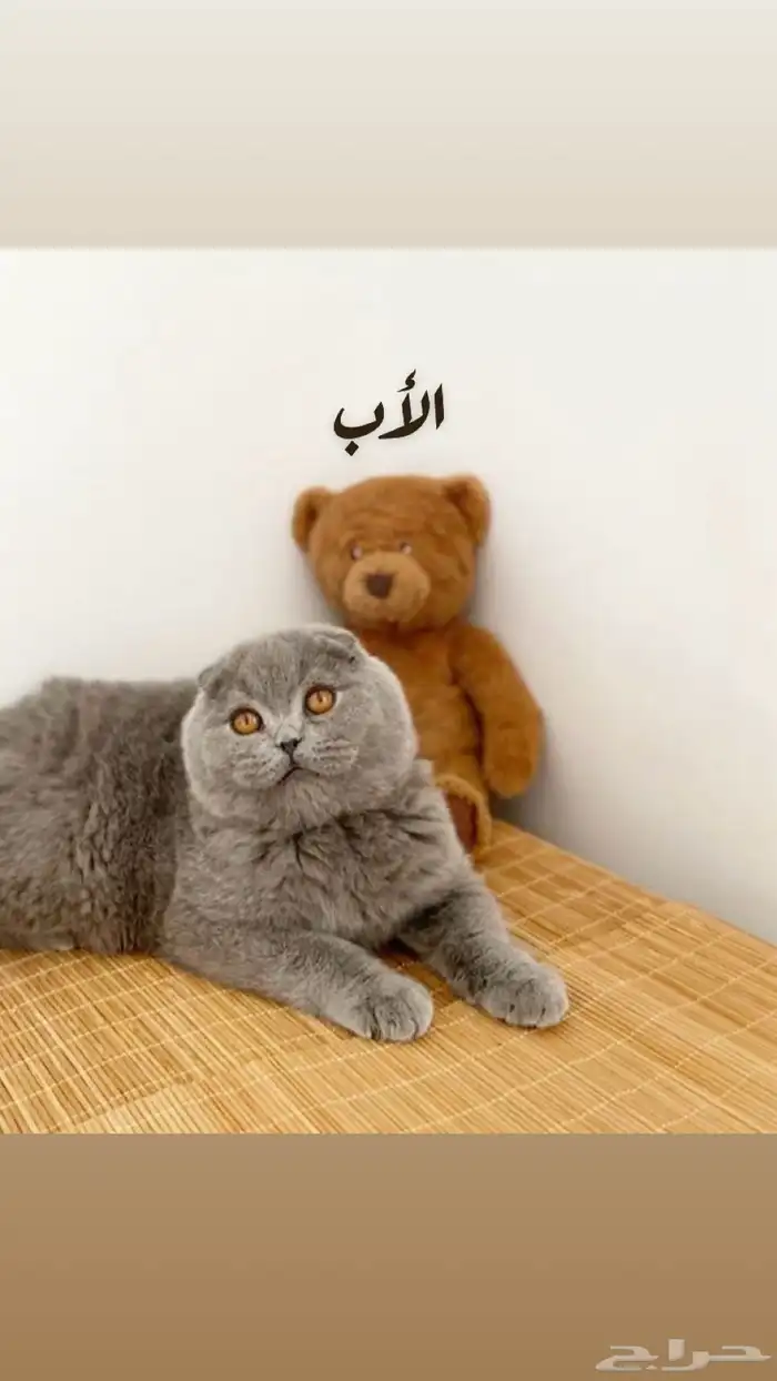 سكوتش بلو مستوى عالي اقساط تابي 3