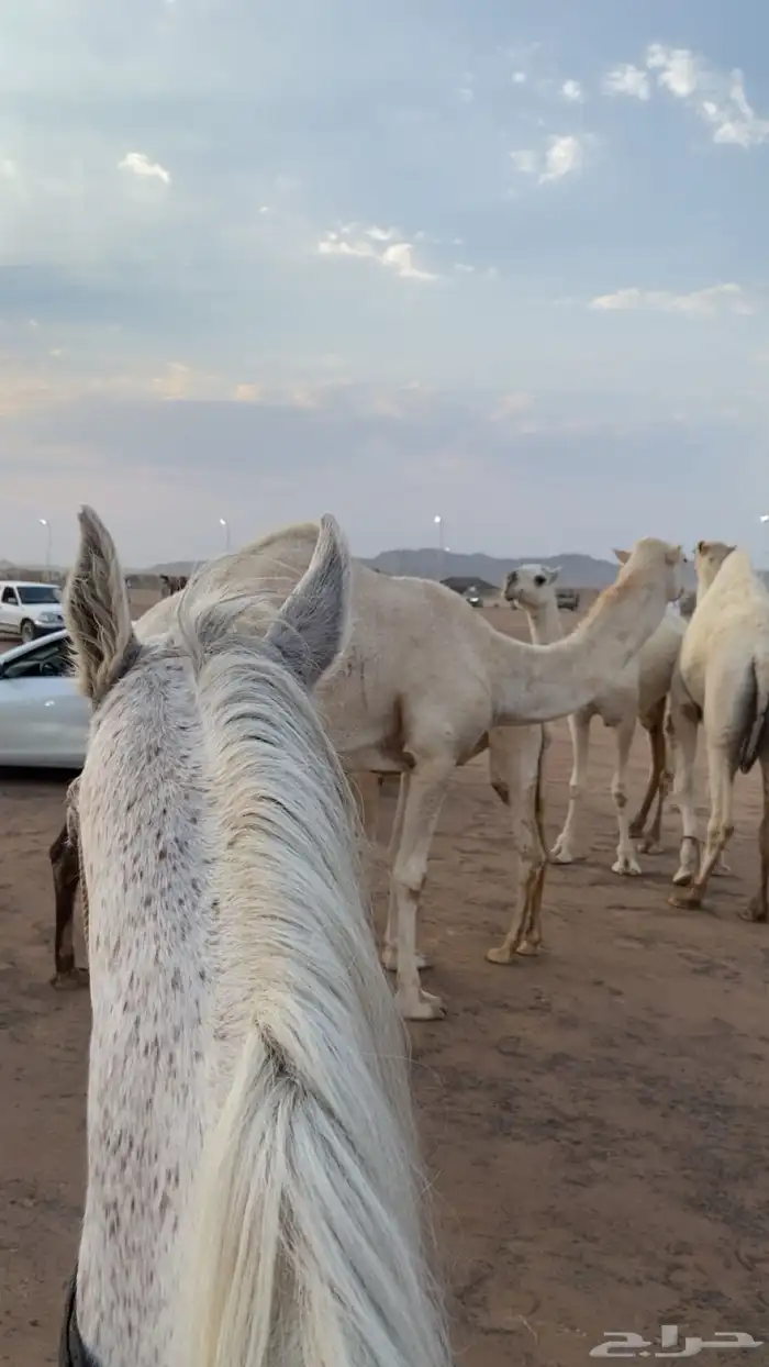 حصان شعبي شيخ 3
