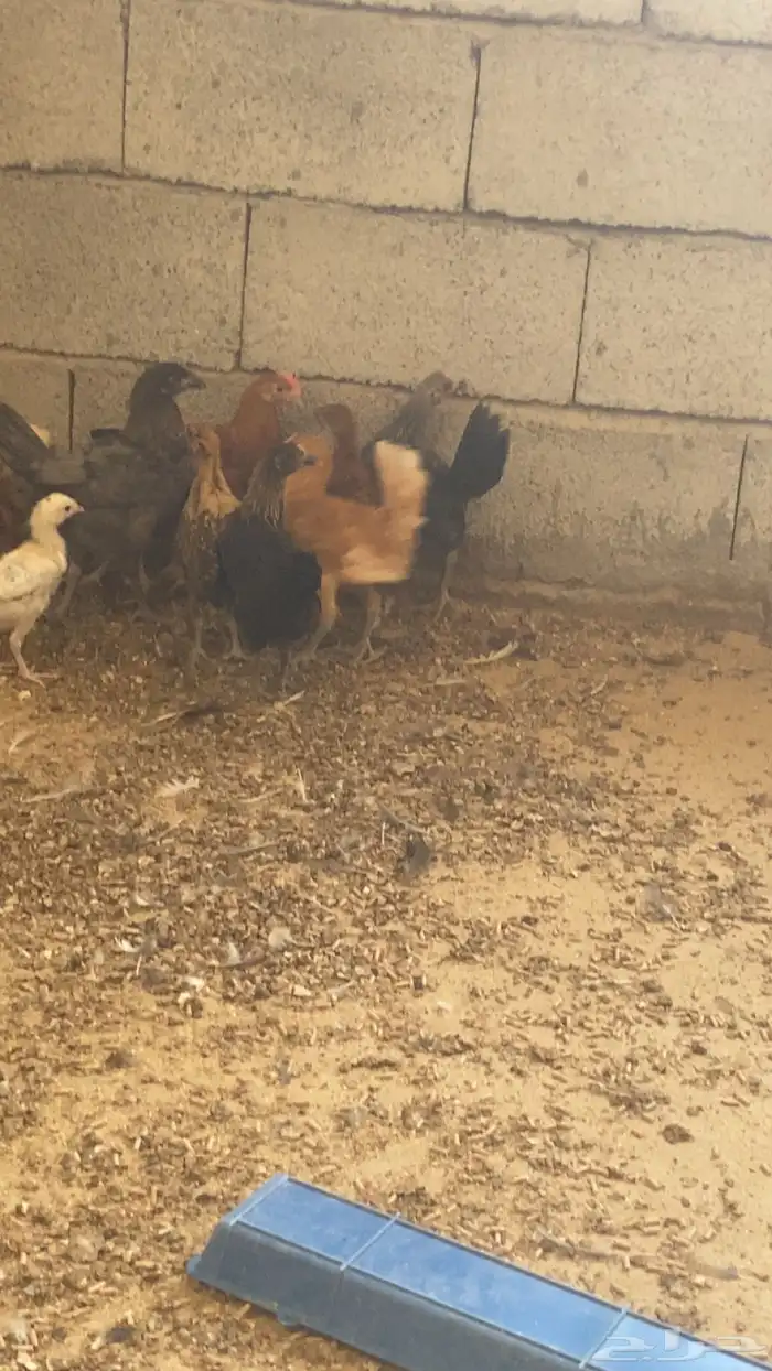 صيصان دجاج بلدي 2